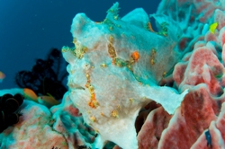 Bali Scuba Diving Holiday - Werner Lau Dive Centre.